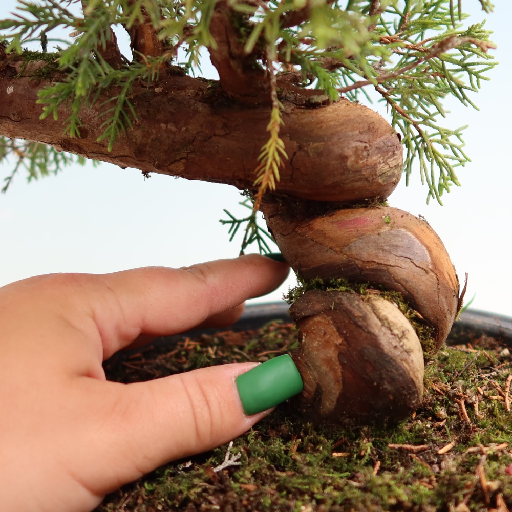 Venkovní bonsai - Juniperus chinensis Itoigawa-Jalovec čínský