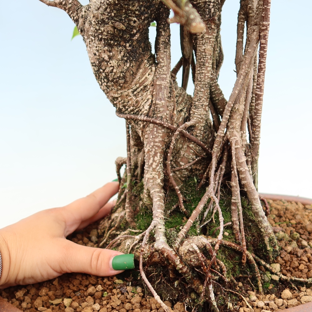 Pokojová bonsai - Ficus kimmen -  malolistý fíkus
