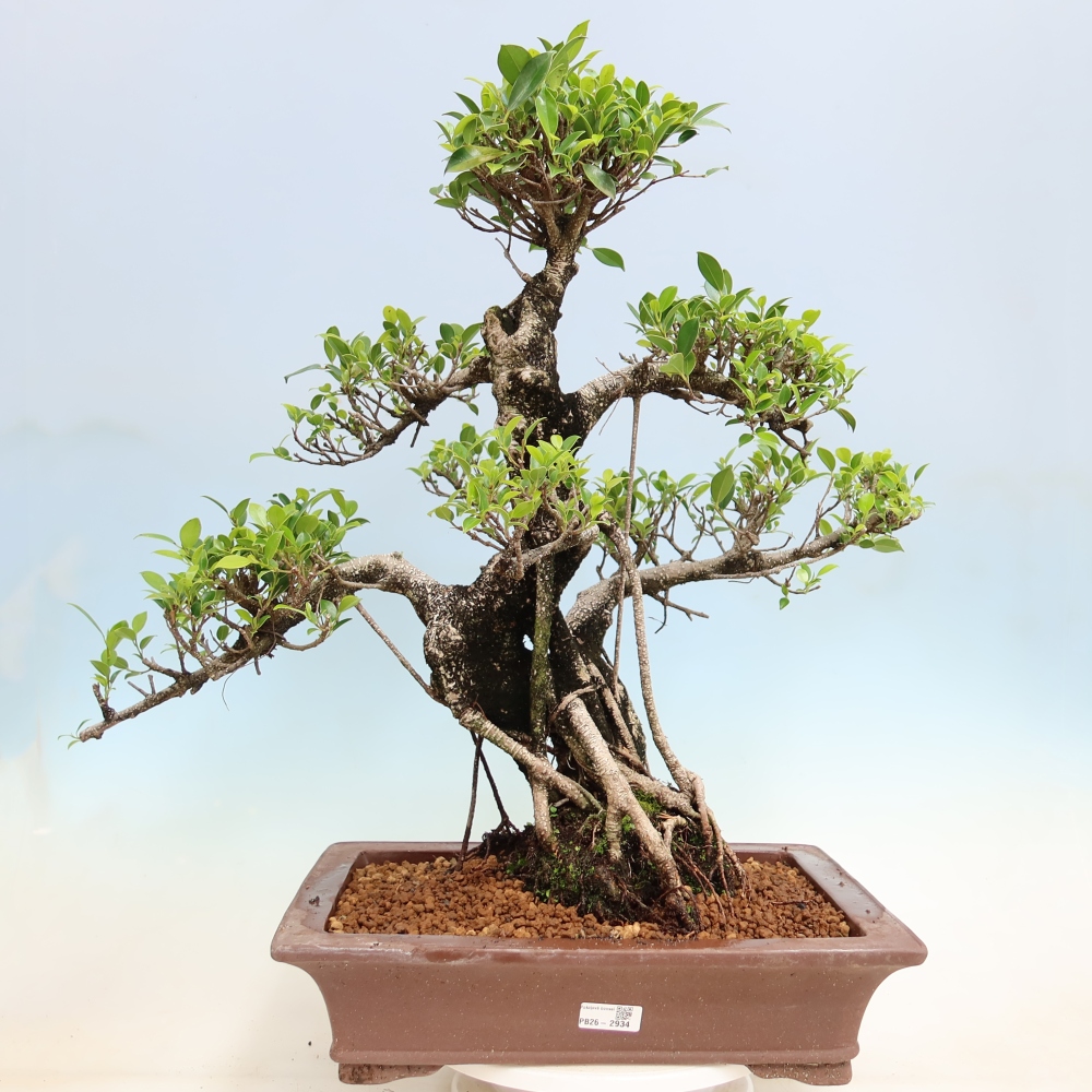 Pokojová bonsai - Ficus kimmen -  malolistý fíkus