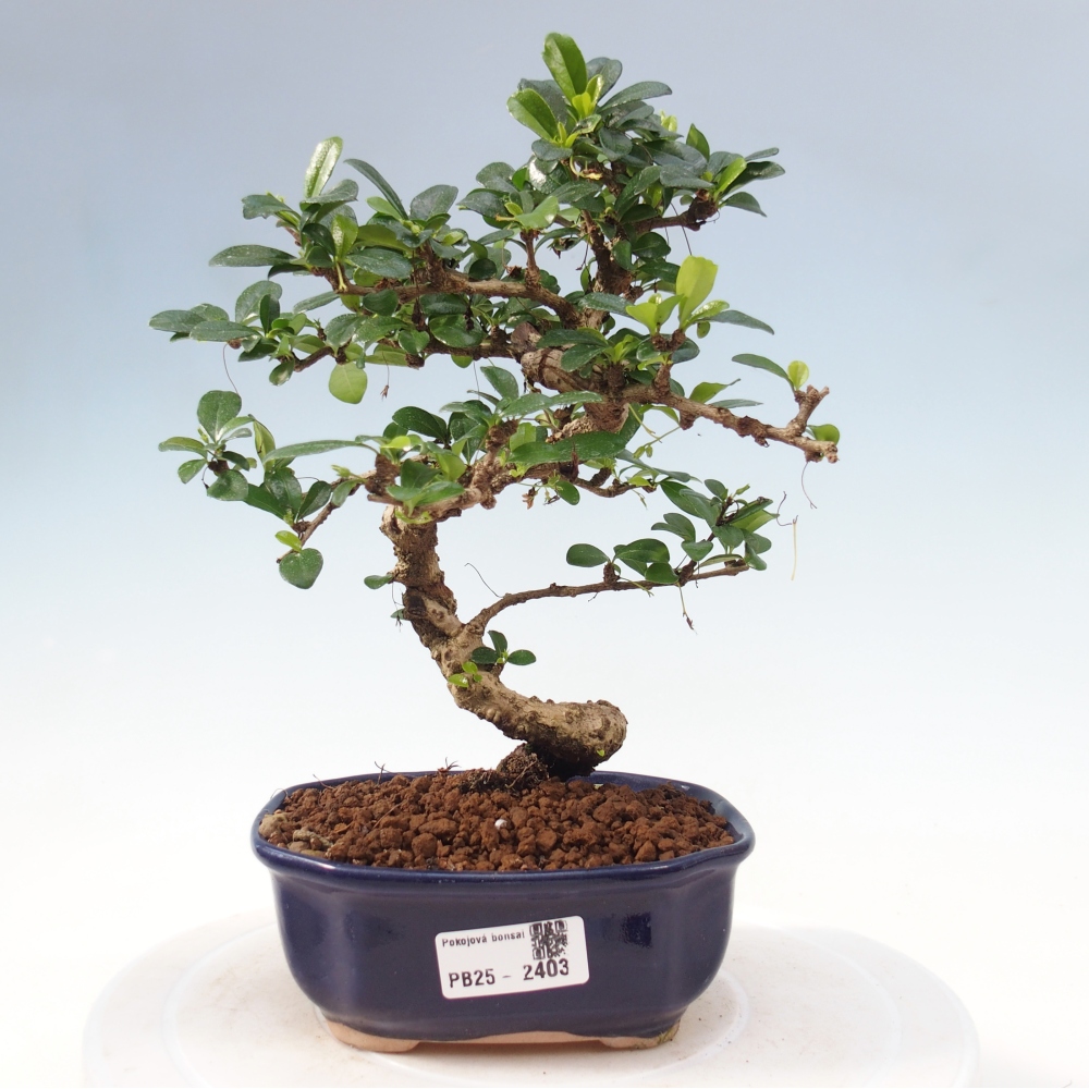 Pokojová bonsai - Carmona macrophylla - Čaj fuki