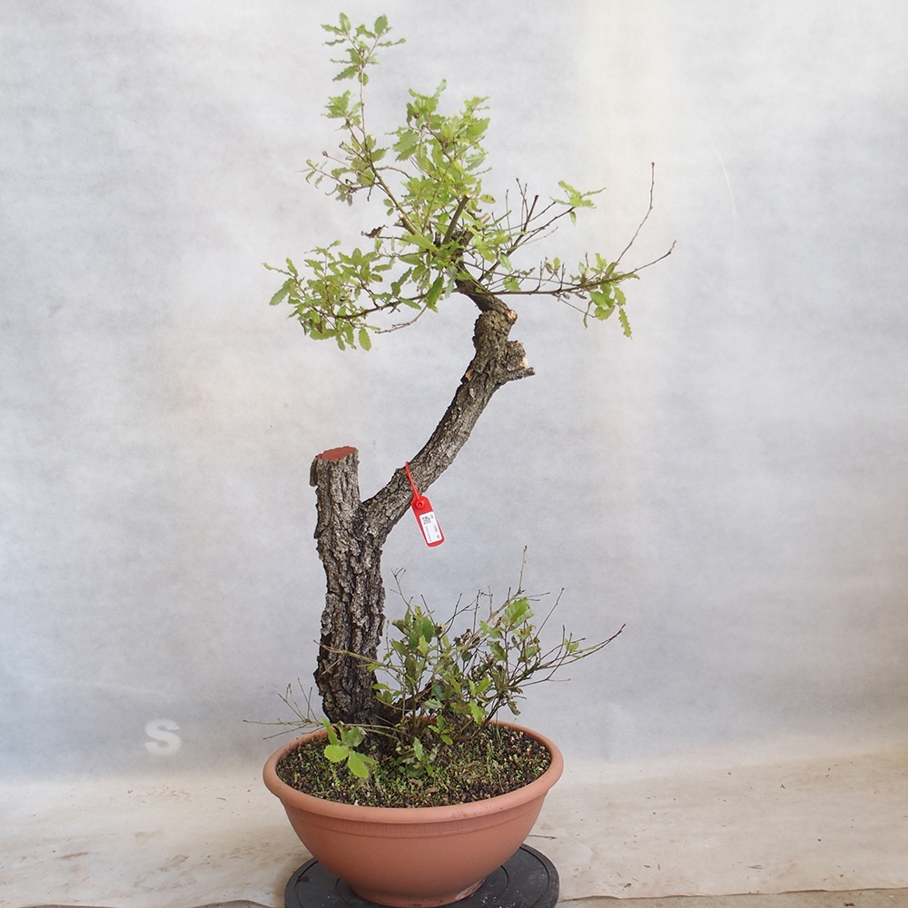 Venkovní bonsai Quercus Cerris - Dub Cer