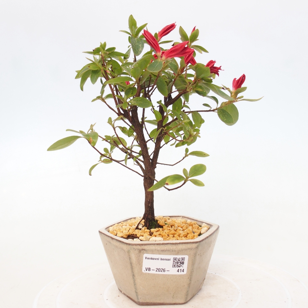 Venkovní bonsai - Japonská azalka - Azalea sp.