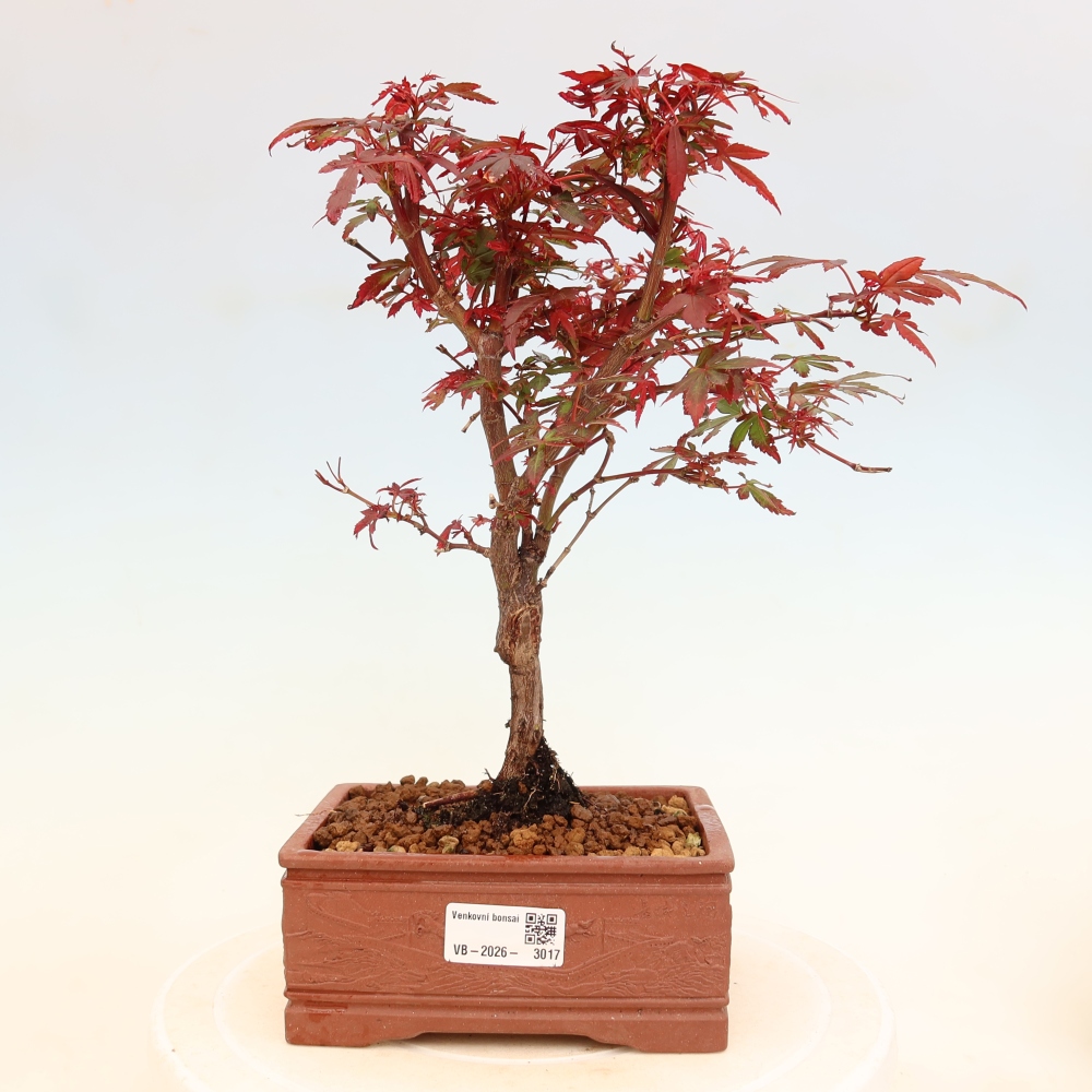 Venkovní bonsai -Javor dlanitolistý  - Acer palmatum Berry Broom 