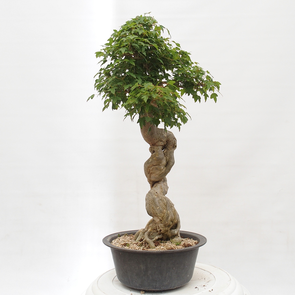 Venkovní bonsai - Acer Buergerianum - Javor Burgerův