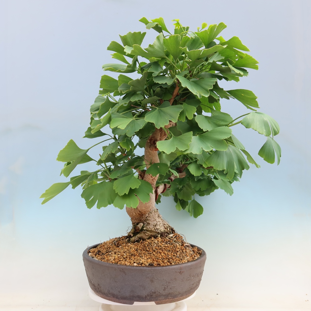 Venkovní bonsai - Jinan dvoulaločný - Ginkgo biloba