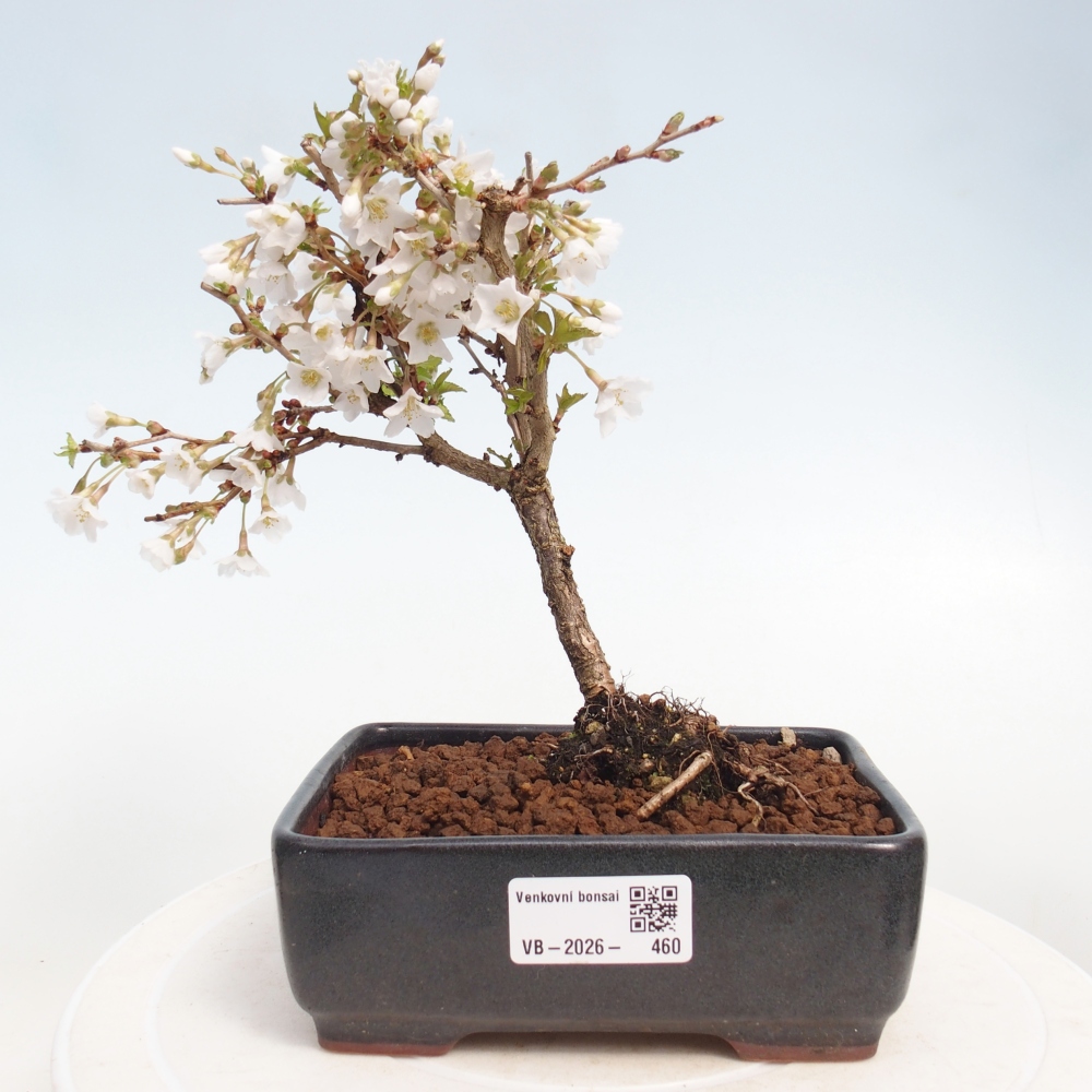 Venkovní bonsai - Prunus incisa Kojou-no mai-Slivoň vyříznutá