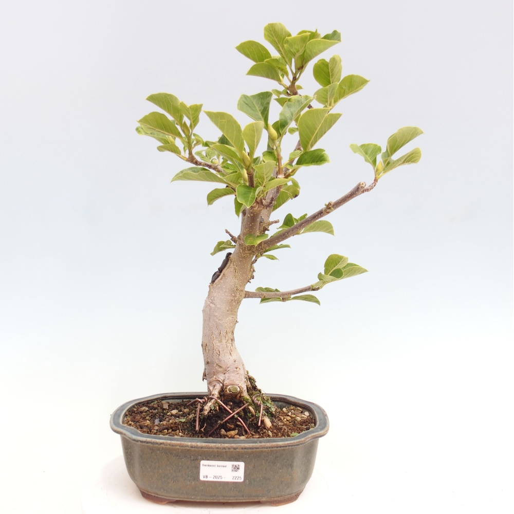 Venkovní bonsai - Magnolia Black Tulip  -  Magnolie