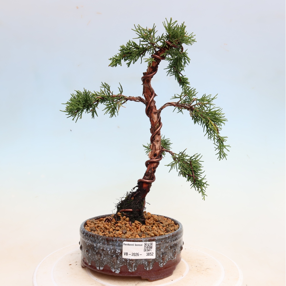 Venkovní bonsai - Juniperus chinensis Kishu -Jalovec čínský