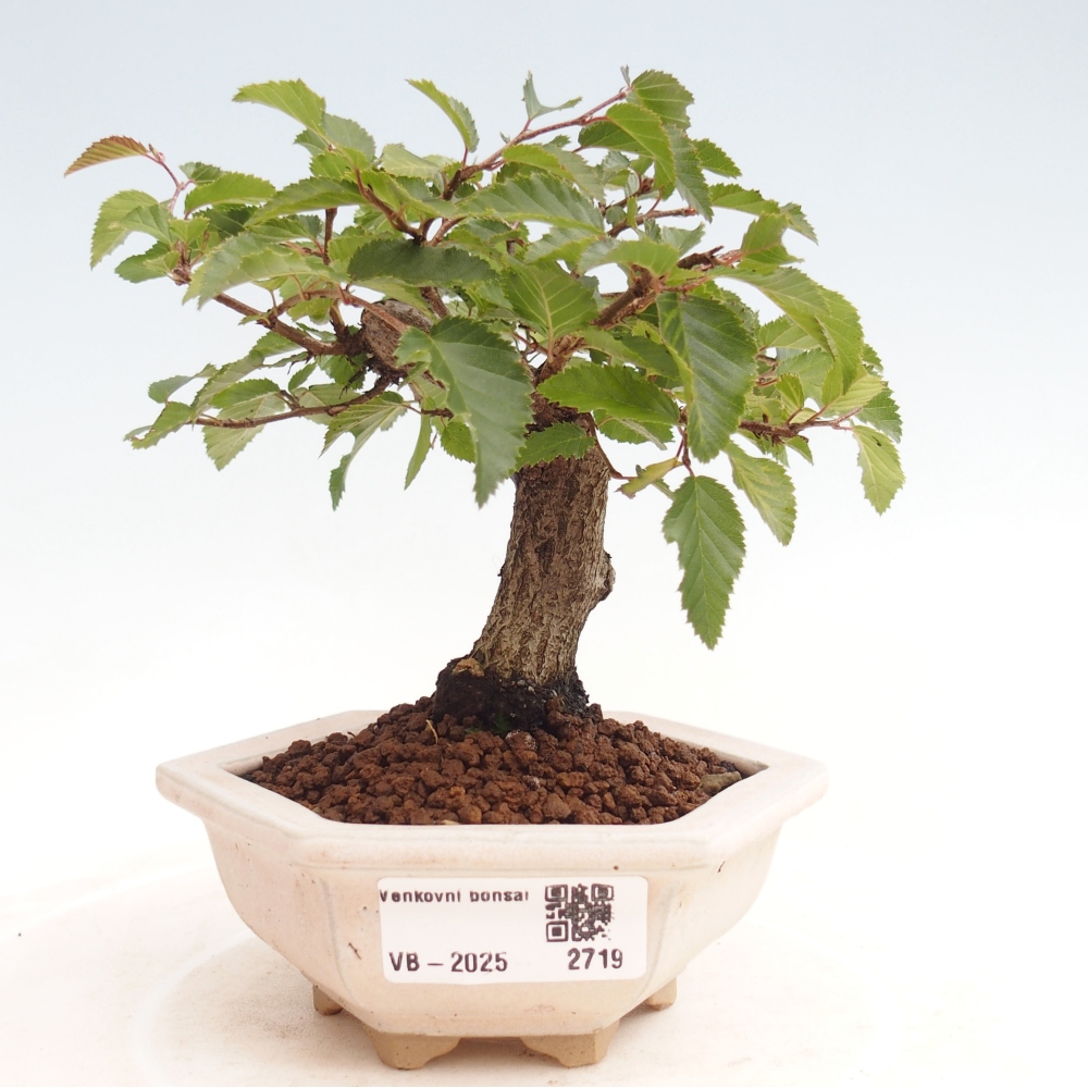 Venkovní bonsai -Carpinus CARPINOIDES - Habr korejský