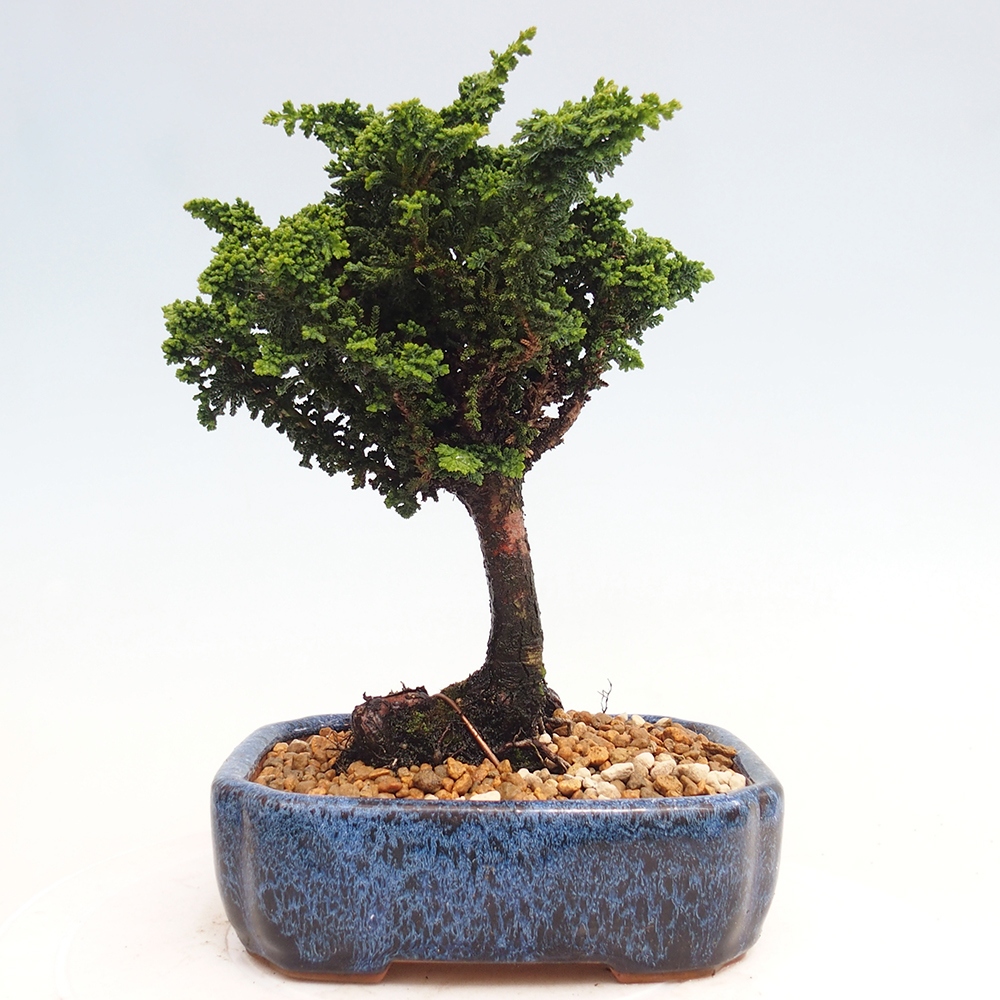 Venkovní bonsai - Cham. obtusa SEKKA HINOKI - Cypřišek