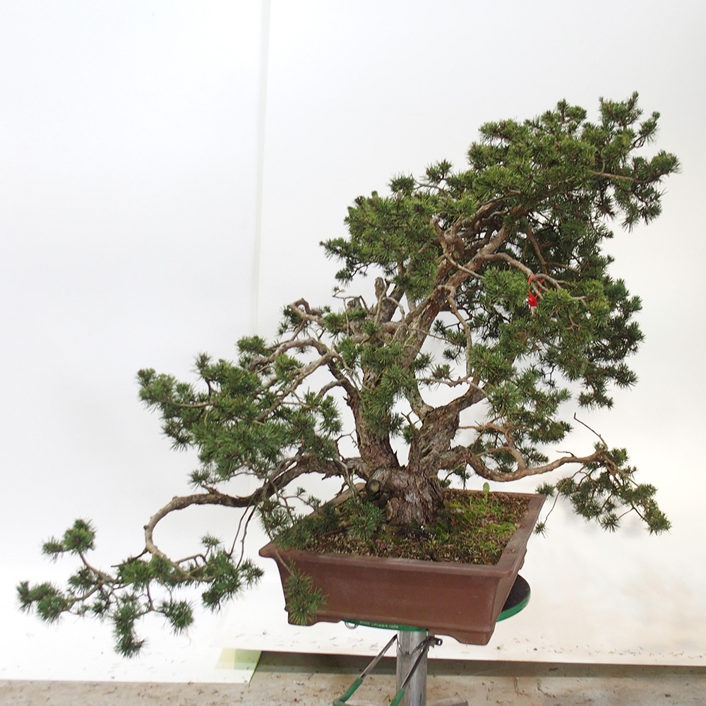 Yamadori - Pinus sylvestris - Borovice lesní - Španělsko