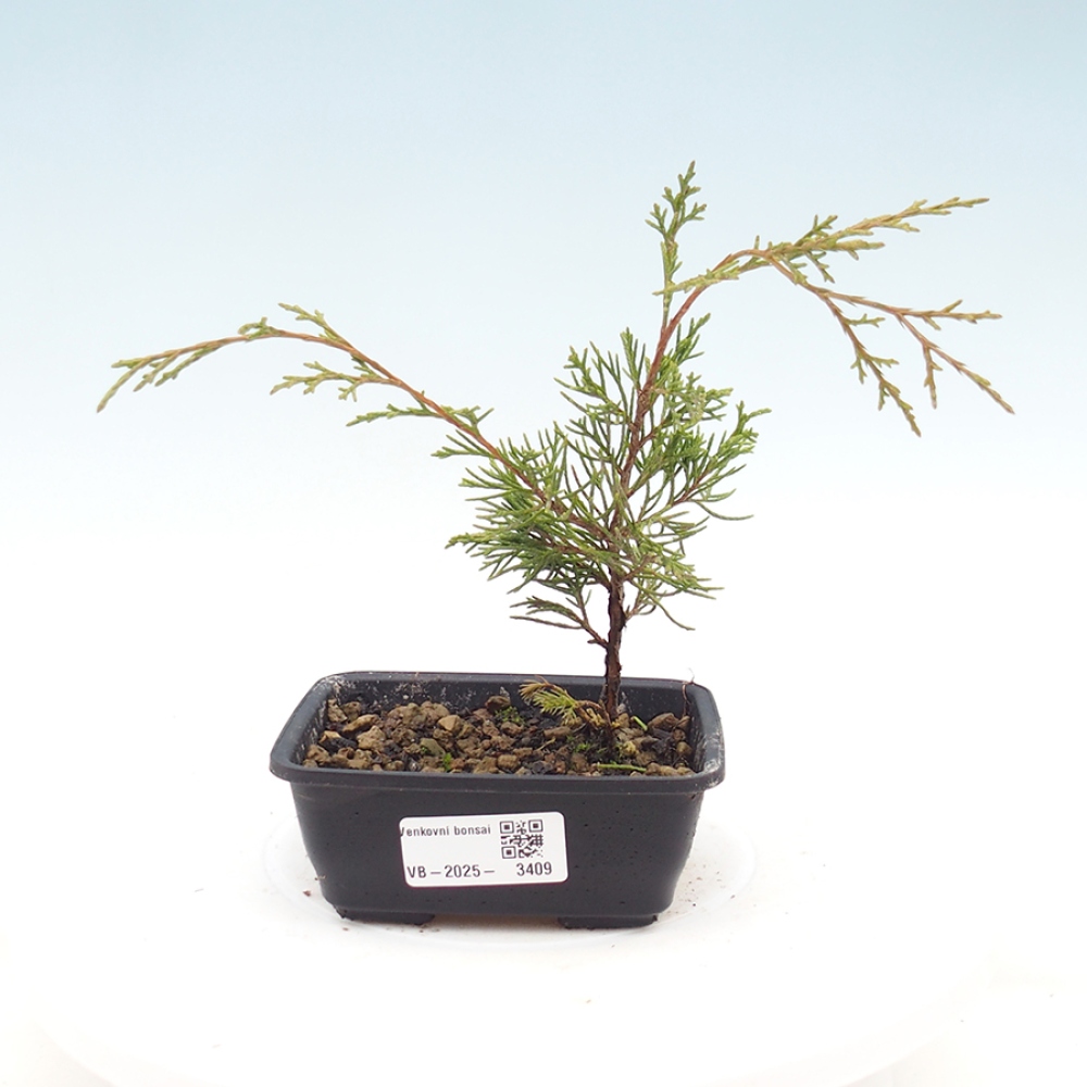 Venkovní bonsai - Juniperus chinensis Itoigawa -Jalovec čínský