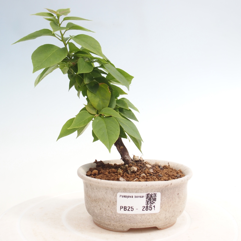 Pokojová bonsai - Bouganwilea
