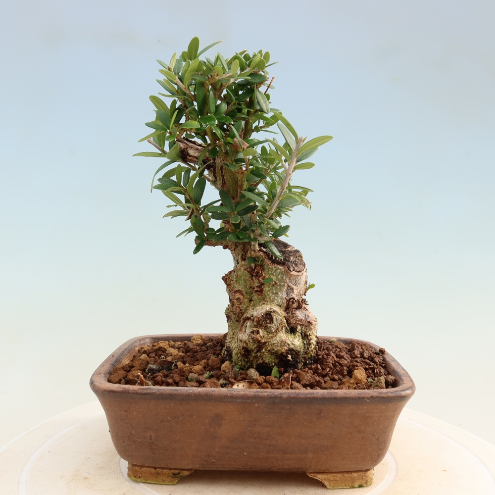 Pokojová bonsai - Olea europaea sylvestris -Oliva evropská drobnolistá