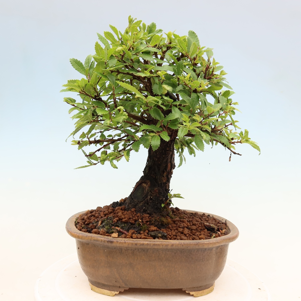 Venkovní bonsai - Zelkova - Zelkova NIRE