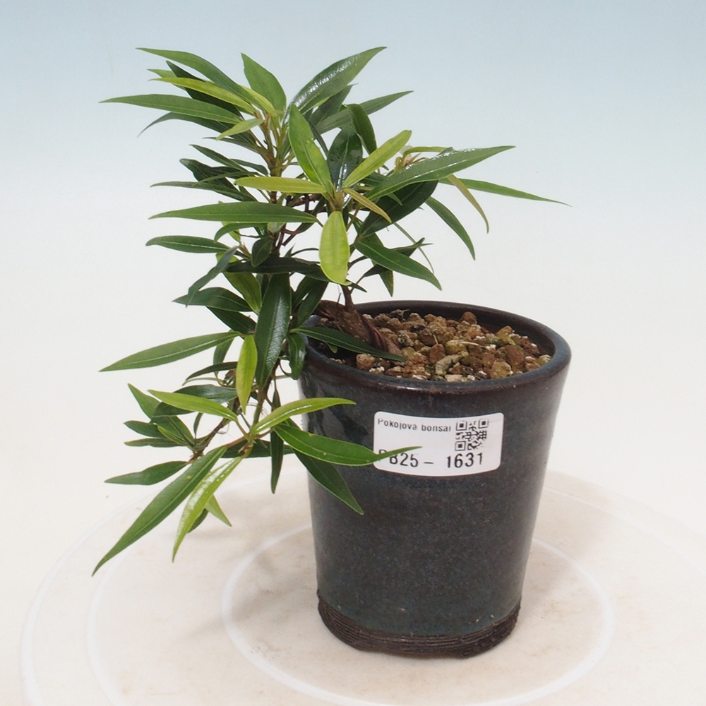 Pokojová bonsai - Ficus nerifolia -  malolistý fíkus