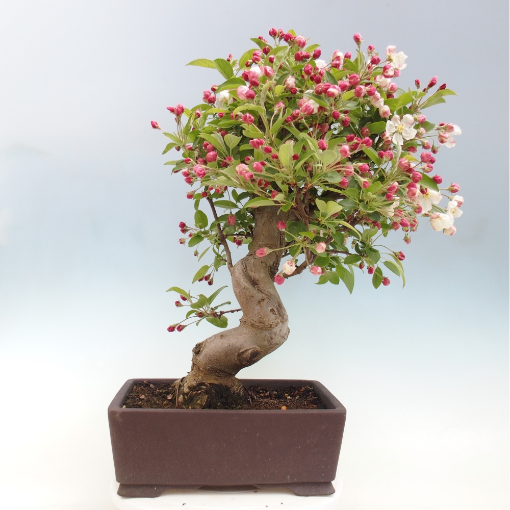 Venkovní bonsai -Malus halliana - Maloplodá jabloň