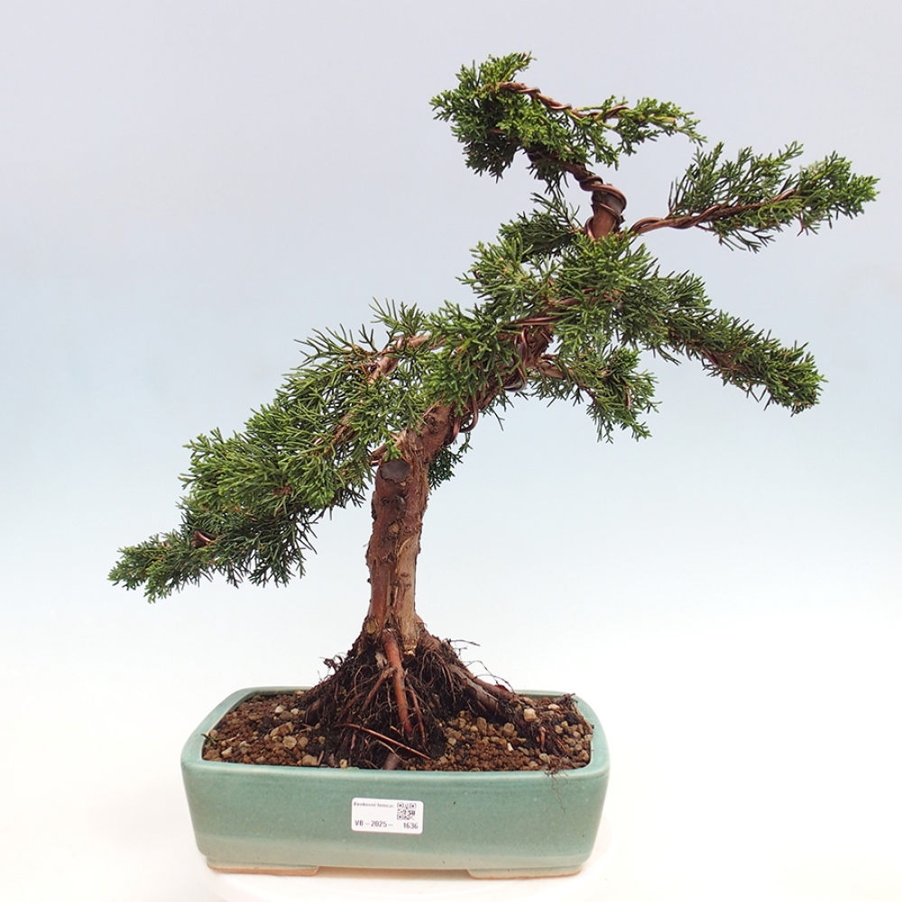 Venkovní bonsai - Juniperus chinensis Kishu -Jalovec čínský