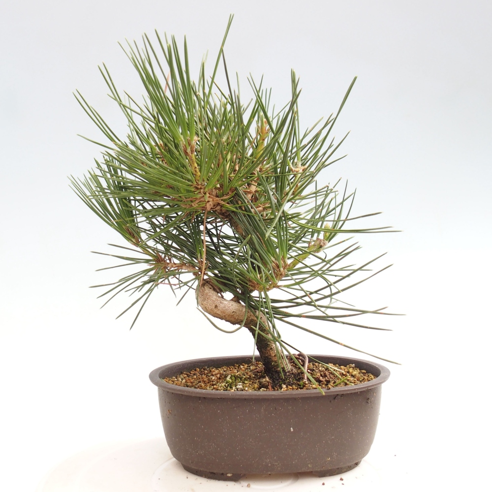 Venkovní bonsai - Pinus thunbergii - Borovice thunbergova