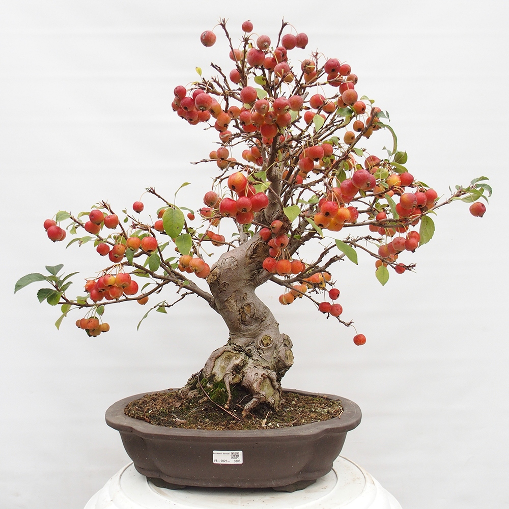 Venkovní bonsai -Malus halliana - Maloplodá jabloň