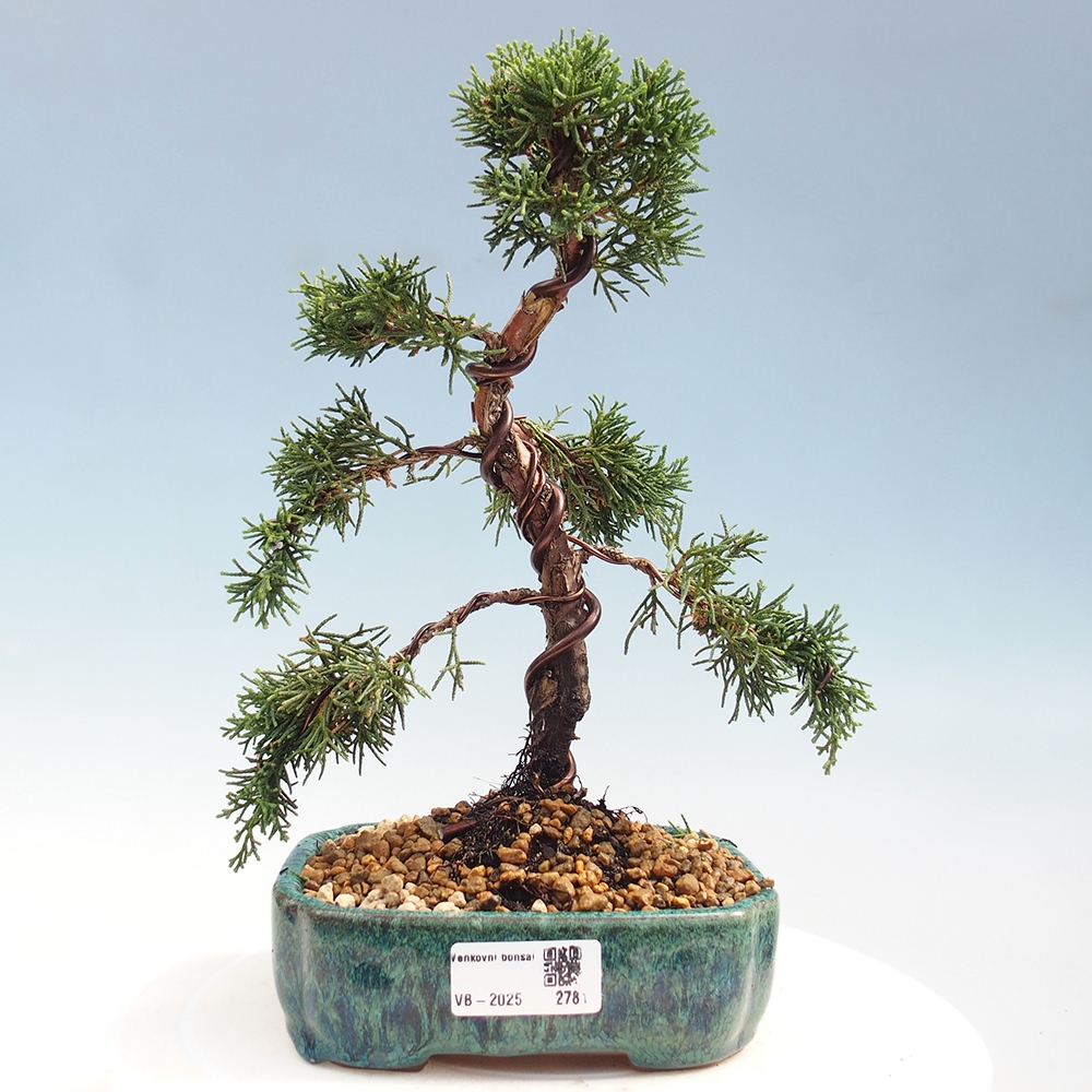 Venkovní bonsai - Juniperus chinensis Kishu -Jalovec čínský