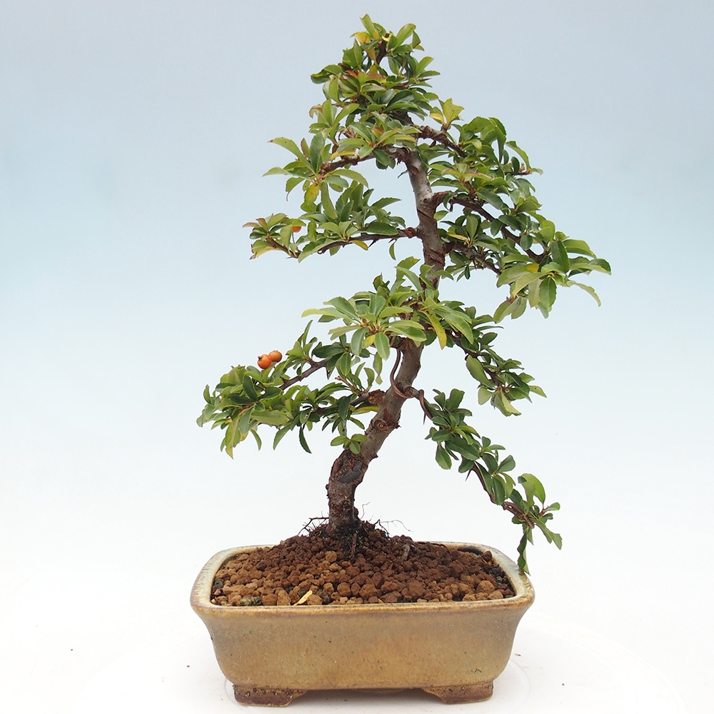 Venkovní bonsai-Pyracanta Teton -Hlohyně