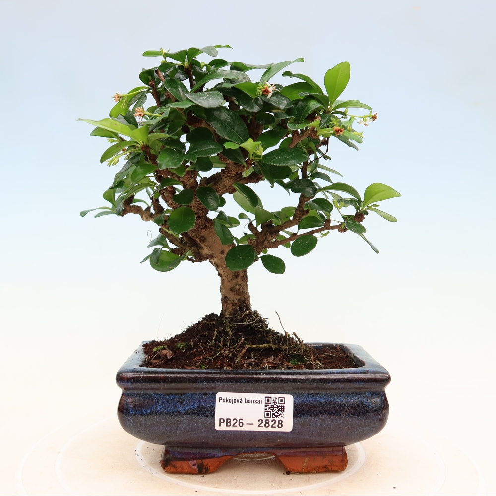 Pokojová bonsai - Carmona macrophylla - Čaj fuki