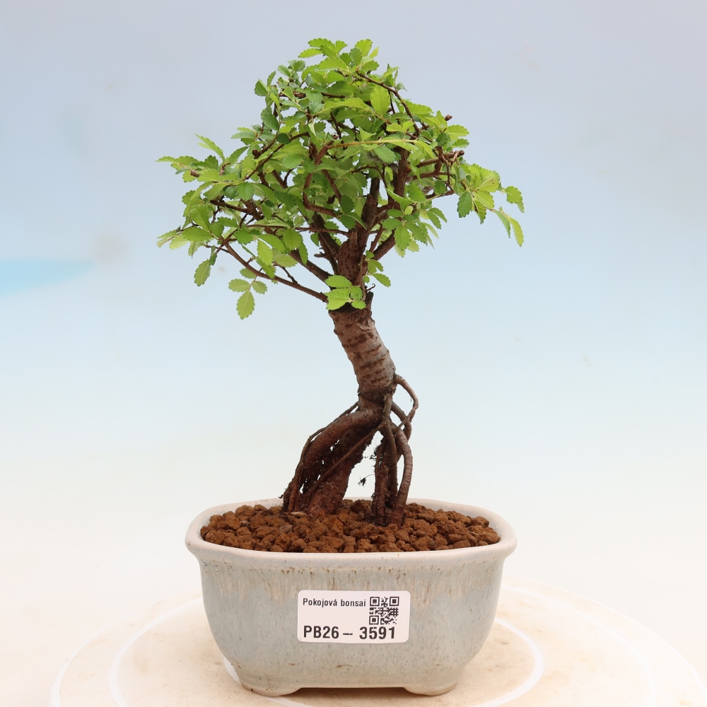 Pokojová bonsai - Ulmus parvifolia - Malolistý jilm