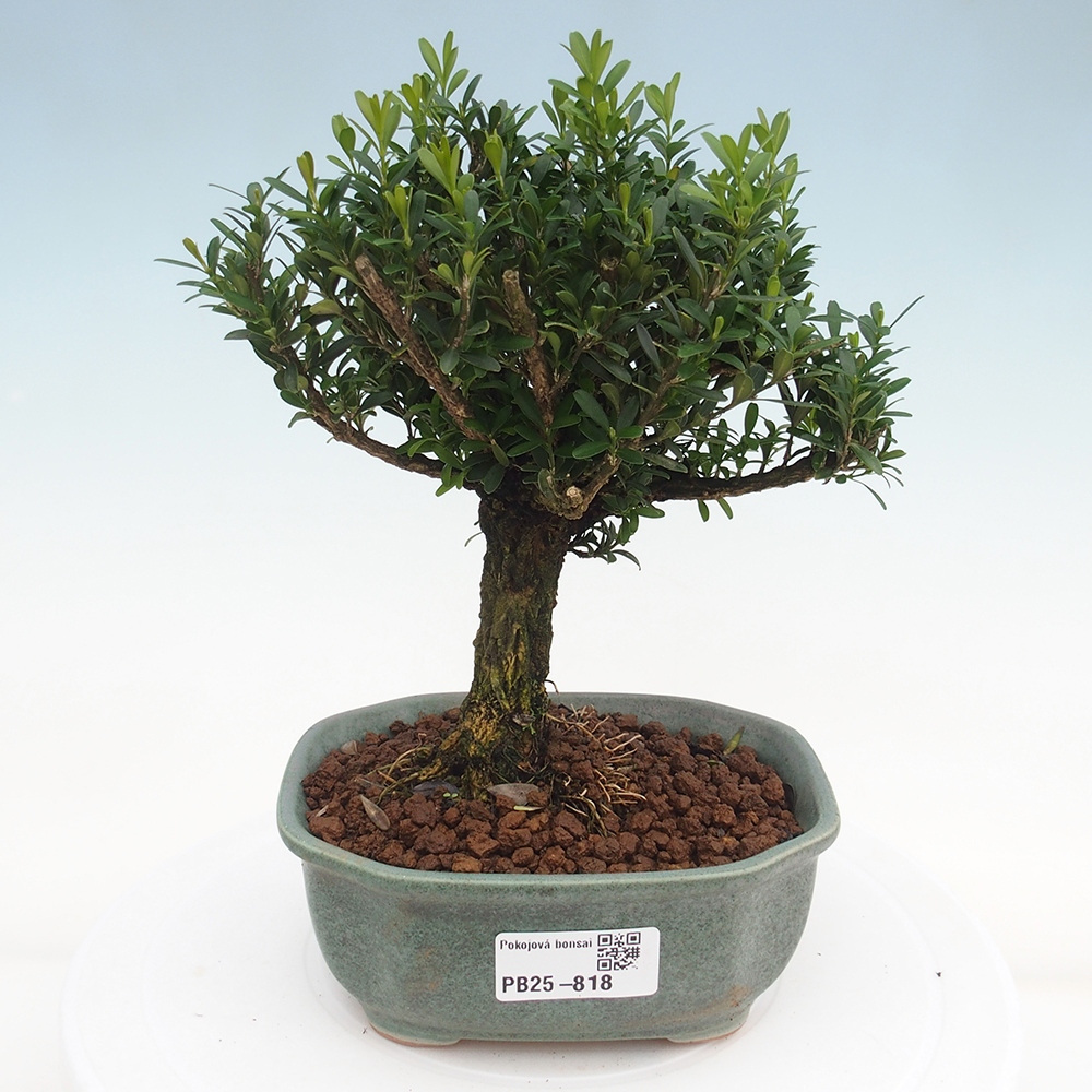 Pokojová bonsai - Buxus harlandii - korkový buxus