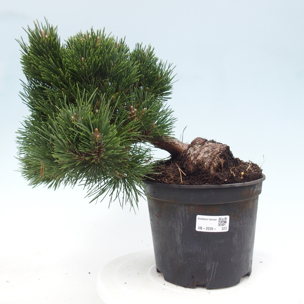 Venkovní bonsai - Pinus thunbergii senjyumaru - Borovice thunbergova
