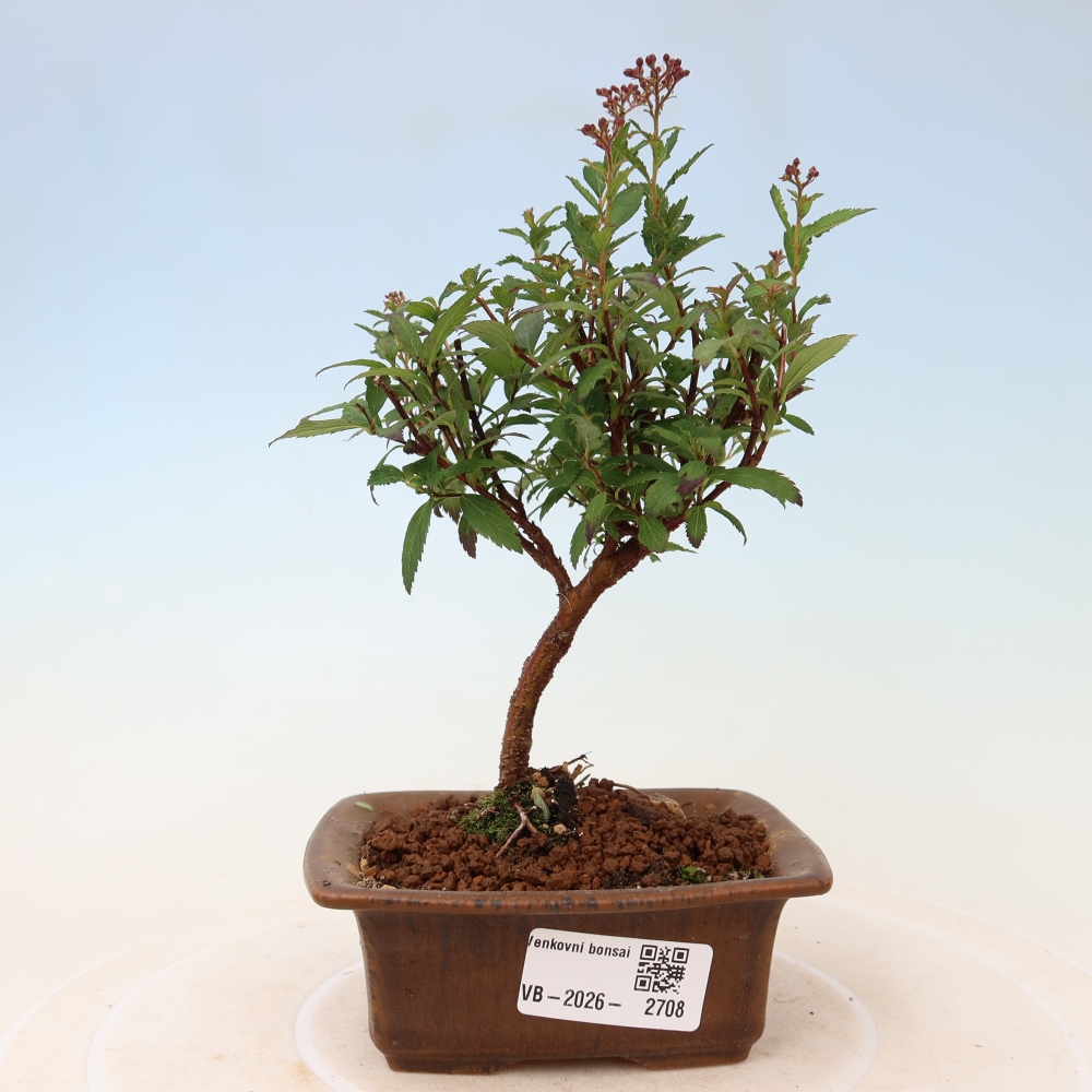 Venkovní bonsai - tavolník japonský - Spirea japonica Anthony Waterer