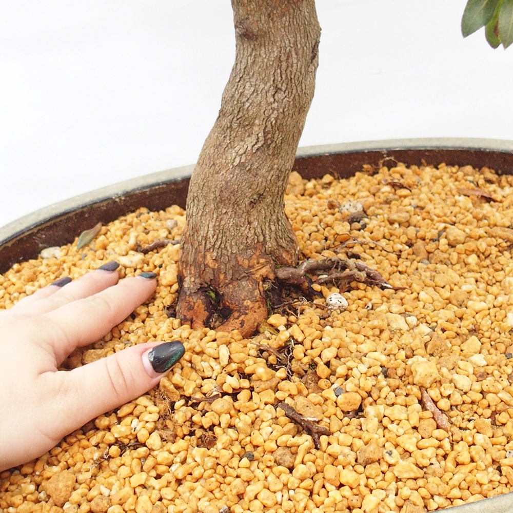 Venkovní bonsai - Japonská azalka - Azalea Chihiro
