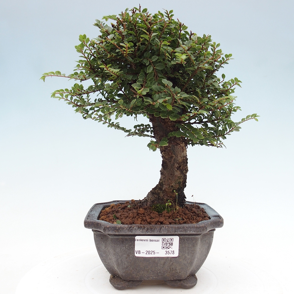 Venkovní bonsai - Ulmus parvifolia Hokkaido - jilm Čínský