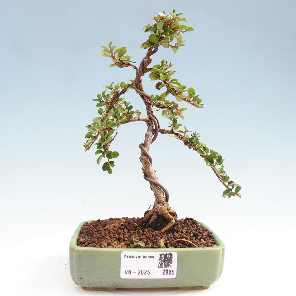 Venkovní bonsai - Cotoneaster horizontalis - Skalník