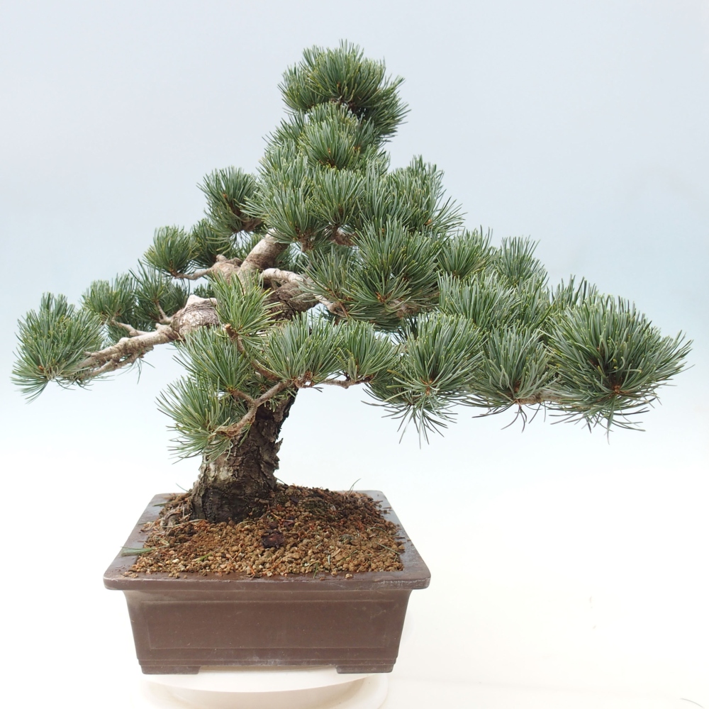 Venkovní bonsai - Pinus parviflora - Borovice drobnokvětá