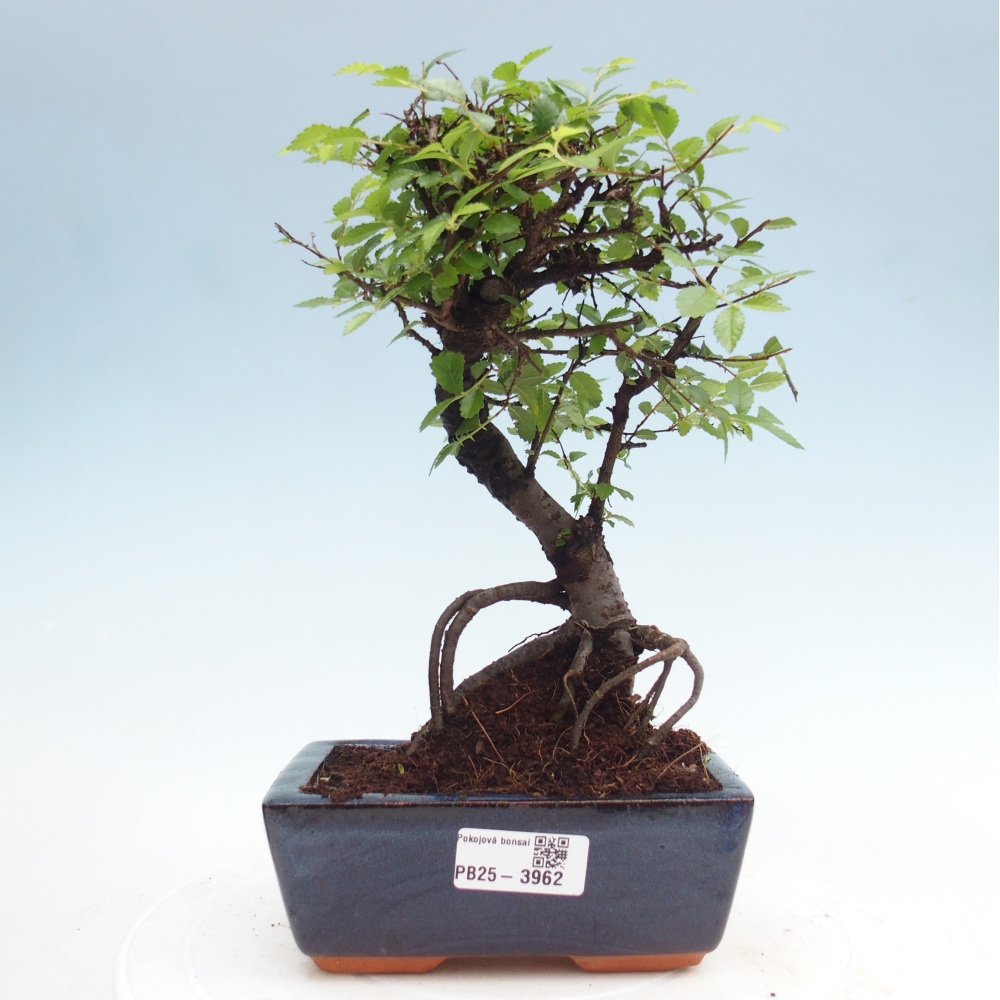 Pokojová bonsai - Ulmus parvifolia - Malolistý jilm