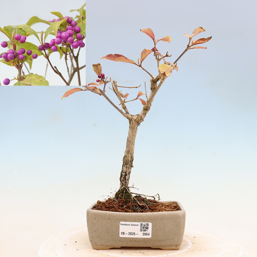 Venkovní bonsai - krásnoplodka - Callicarpa bodinierova profusion