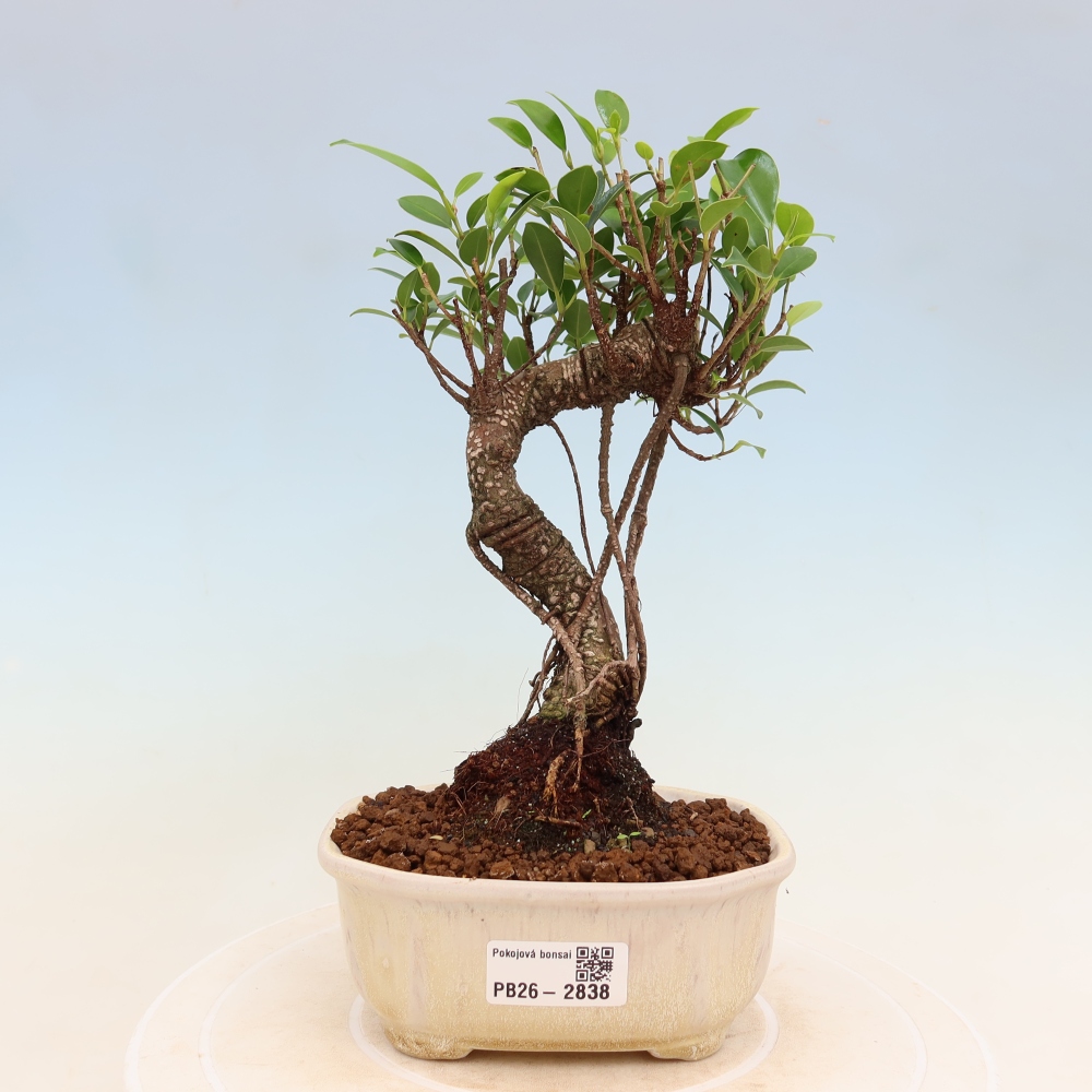 Pokojová bonsai - Ficus kimmen -  malolistý fíkus