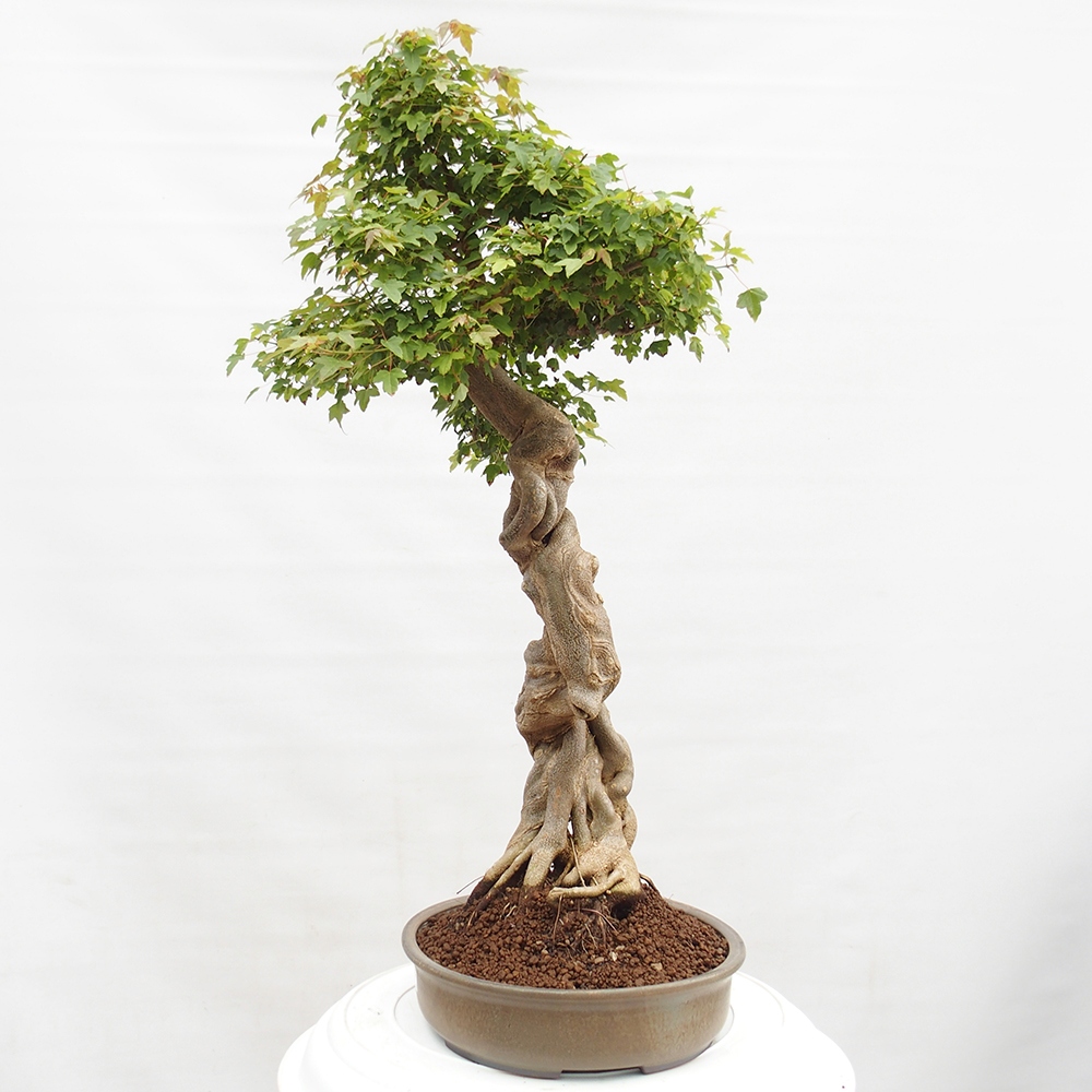 Venkovní bonsai - Acer Buergerianum - Javor Burgerův