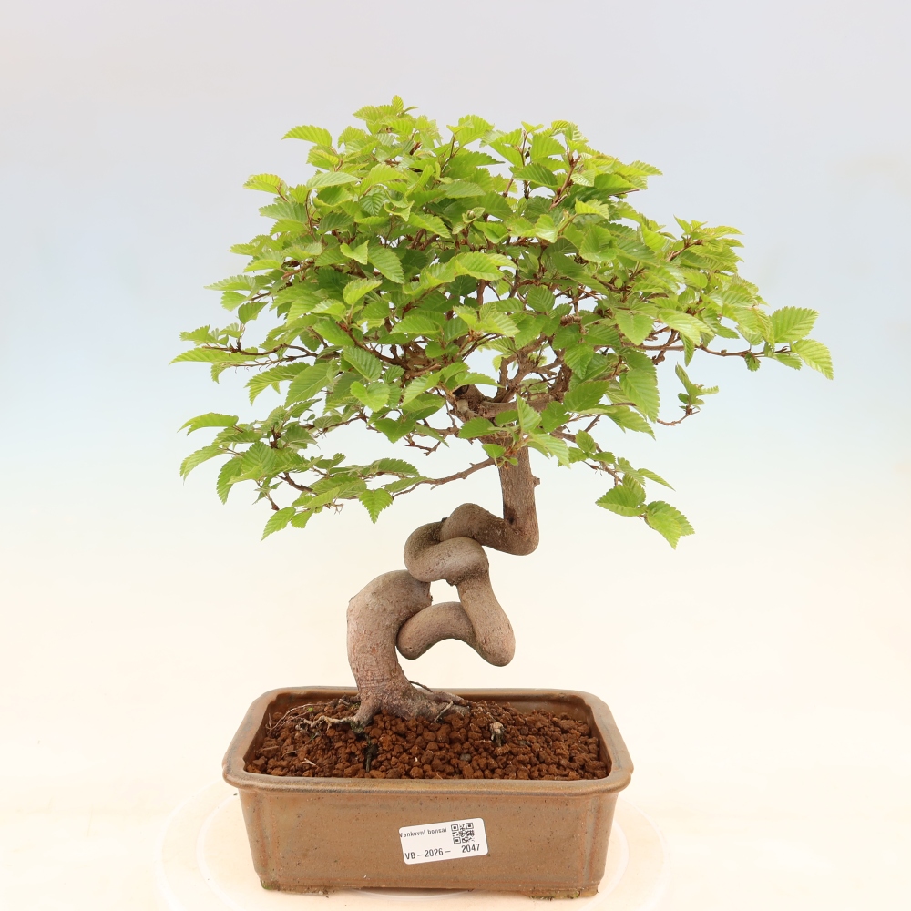 Venkovní bonsai -Carpinus coreana - Habr korejský