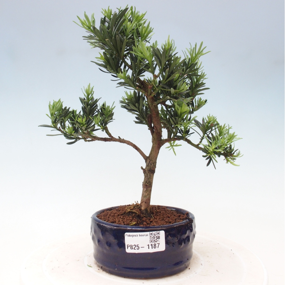 Pokojová bonsai - Podocarpus - Kamenný tis