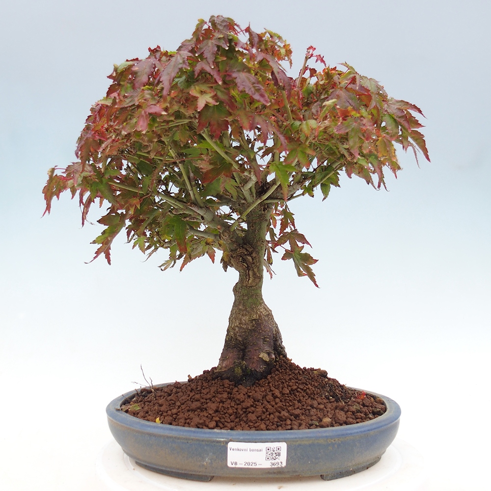 Acer palmatum KIOHIME - Javor dlanitolistý