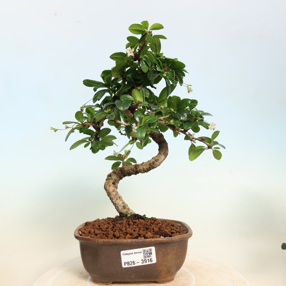 Pokojová bonsai - Carmona macrophylla - Čaj fuki
