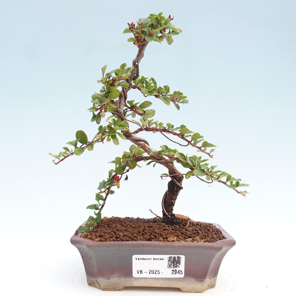 Venkovní bonsai - Cotoneaster horizontalis - Skalník