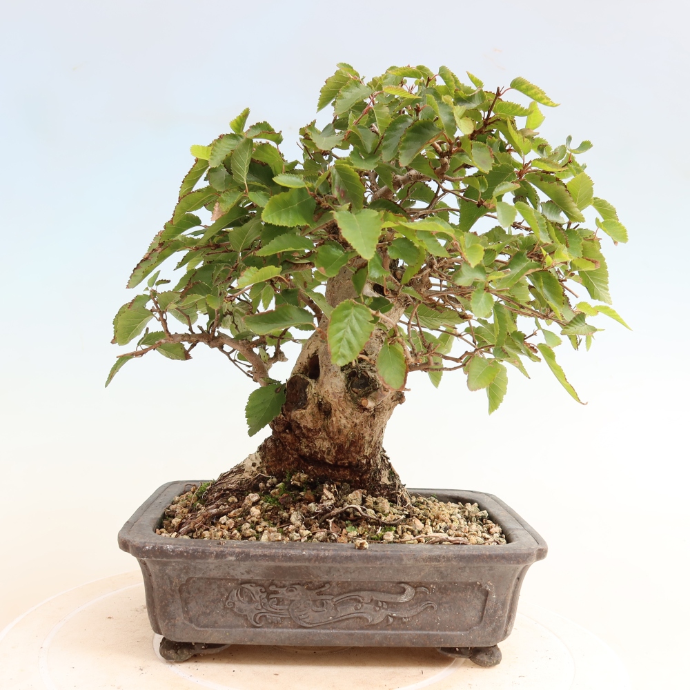 Venkovní bonsai -Carpinus CARPINOIDES - Habr korejský