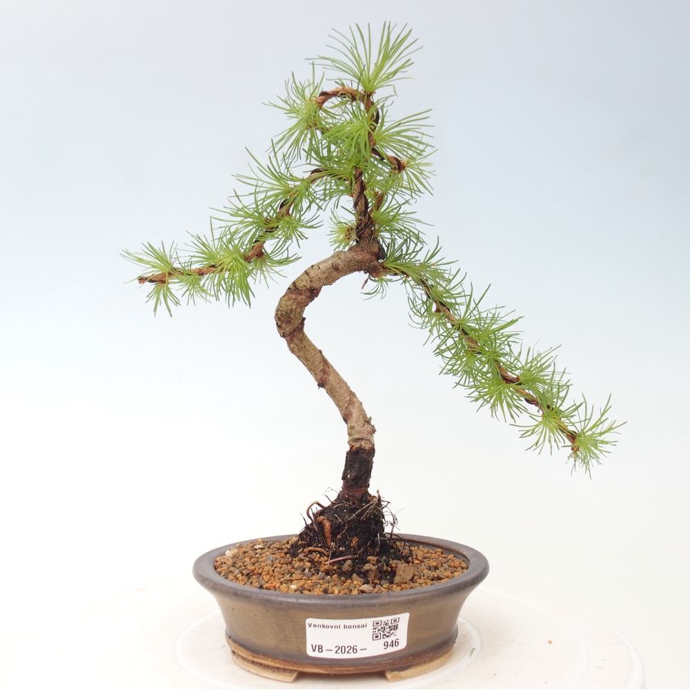 Venkovní bonsai - Larix Kaempferi - Modřín japonský