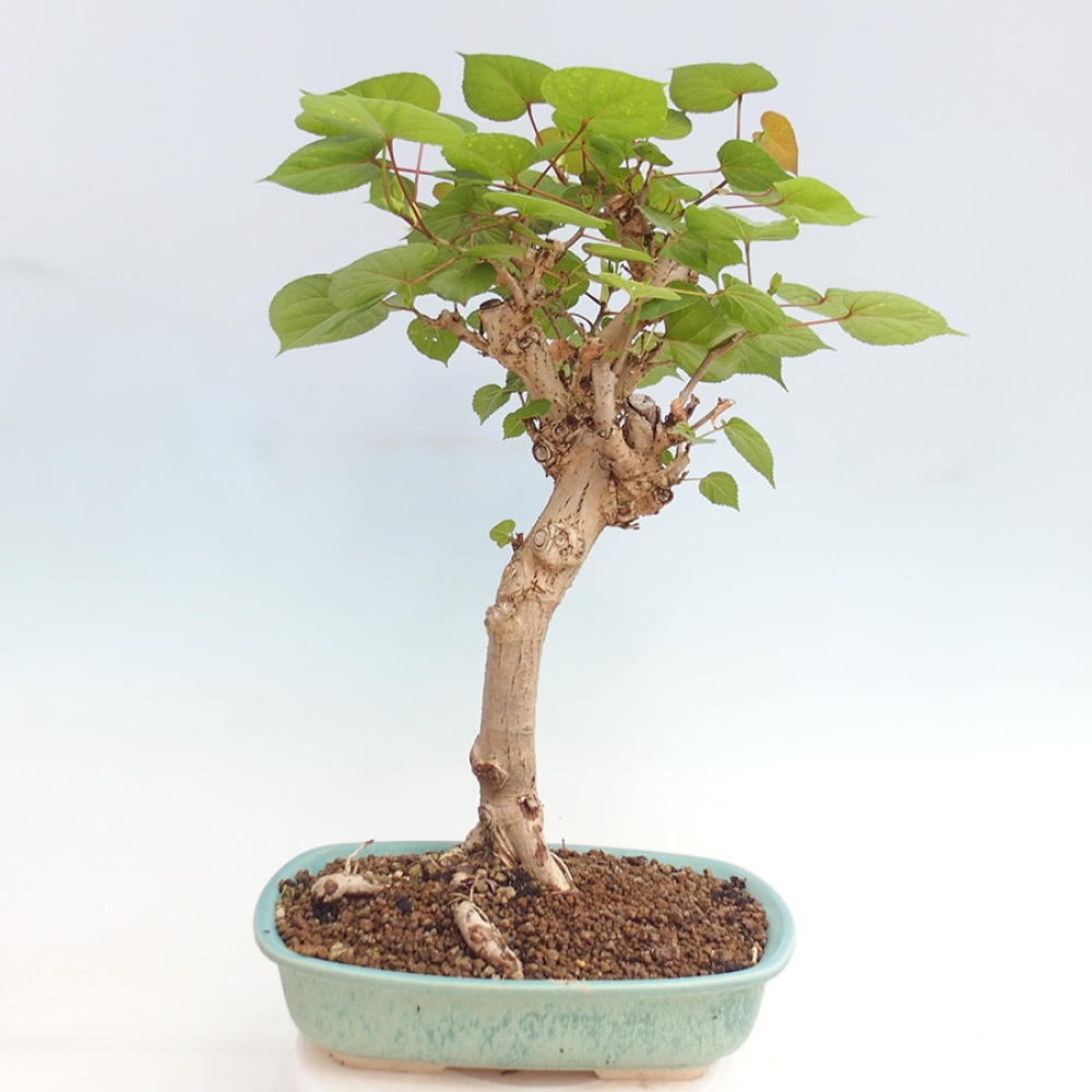 Pokojová bonsai - Hibiscus tiliaceus - Ibišek lípovitý, morský