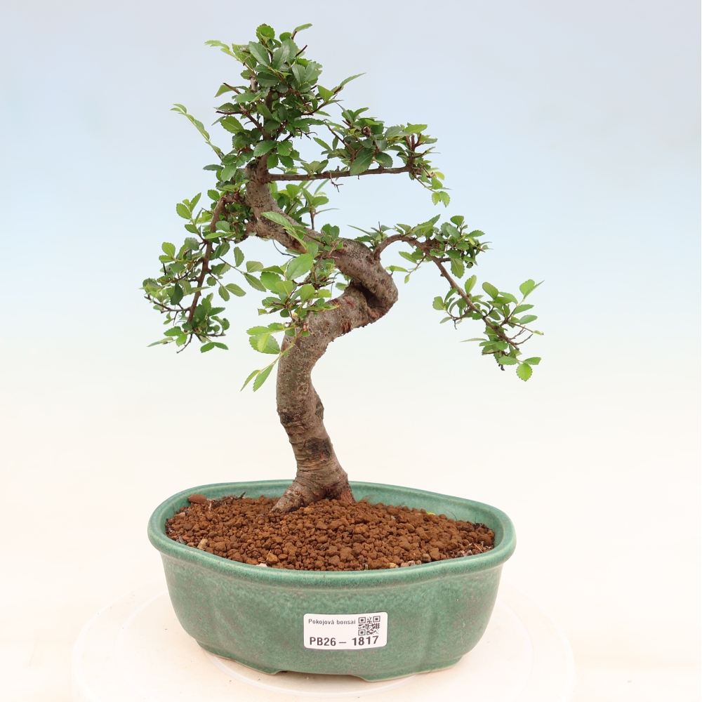 Pokojová bonsai - Ulmus parvifolia - Malolistý jilm