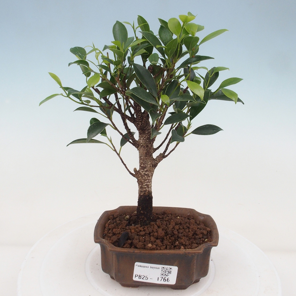 Pokojová bonsai Ficus retusa kimmen