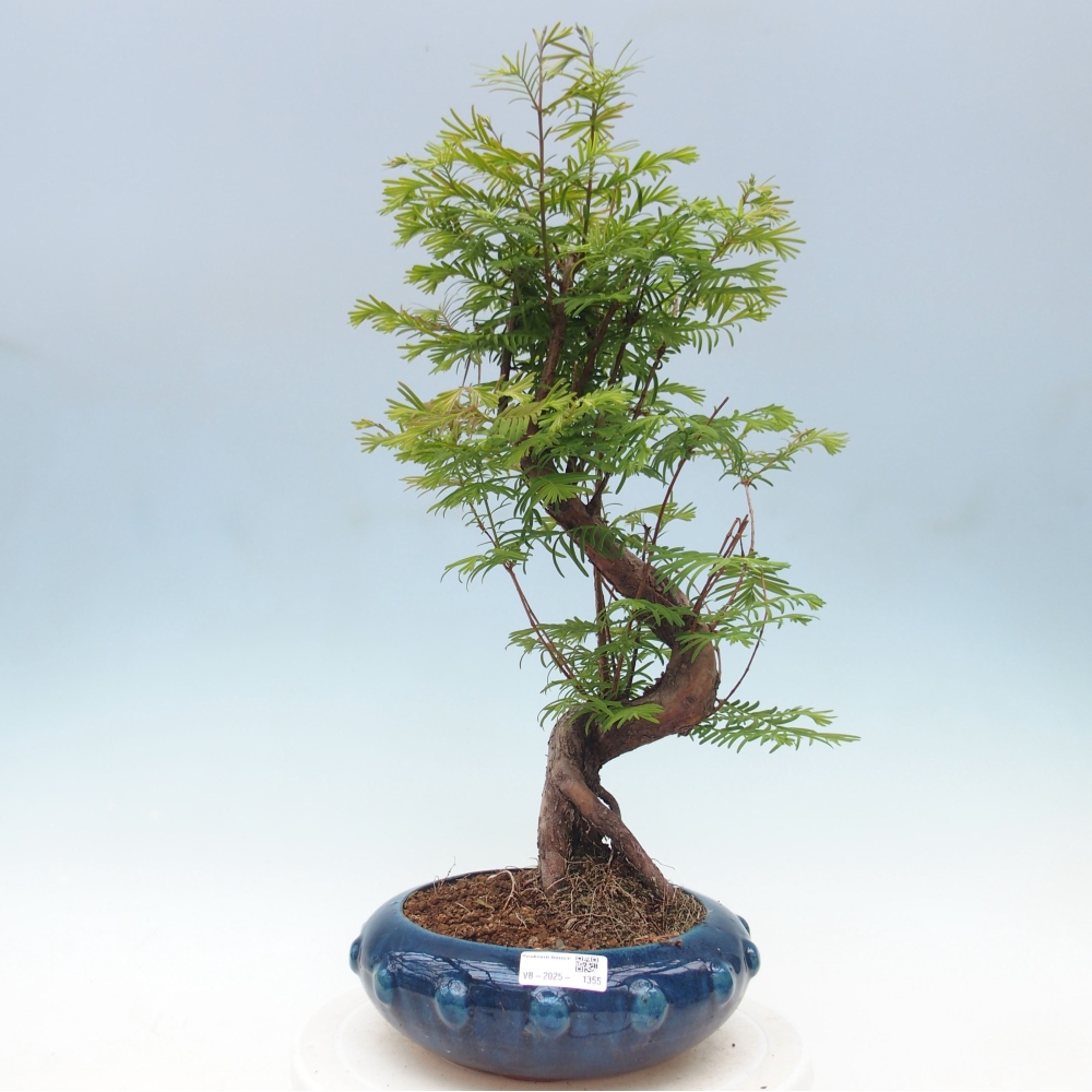 Venkovní bonsai - Metasequoia glyptostroboides - Metasekvoje čínská